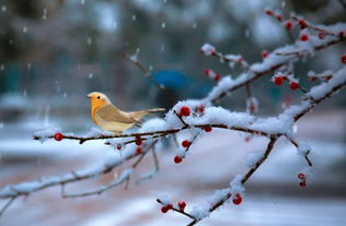 寒江钓雪图，寒江钓雪词