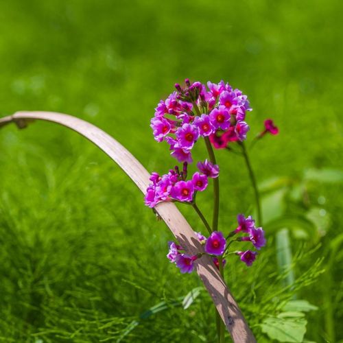 王翰《相和歌辞。子夜春歌》原文及翻译赏析