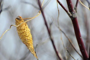 寂寞开无主全诗，寂寞开无主上一句是什么意思