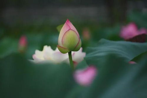 蟾光见怀抱的上一句是什么