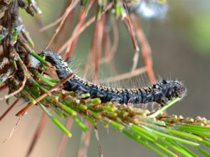 昆虫记松毛虫内容概括