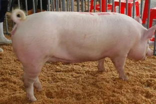 广东人说猪婆是什么意思，猪婆是什么意思网络用语