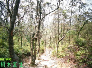 树木丛生,百草丰茂，树木丛生百草丰茂描写了怎样的画面