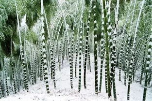 什么然挺立四字成语