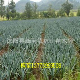 剑麻是什么植物，剑麻的主要三个用途