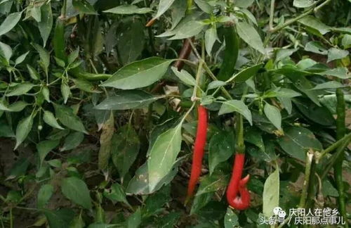 搜山虎，搜山检海捉赵构 百度百科