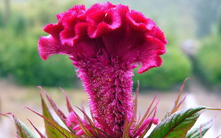 鸡冠花的寓意和象征，鸡冠花种子的种植方法和时间