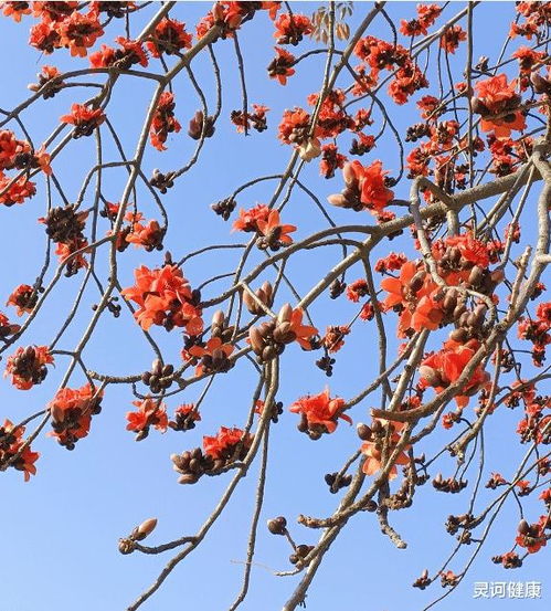 树梢的意思和拼音，应接不暇的意思