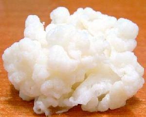 天山雪莲菌是什么