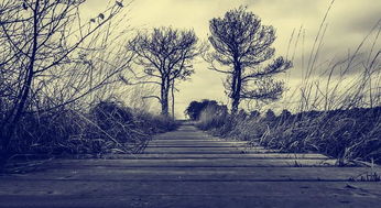 凄凉是什么意思