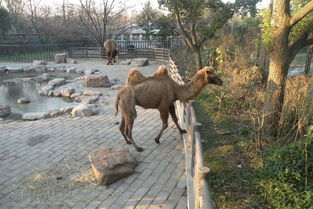 宁波动物园营业时间，宁波动物园有没有大熊猫