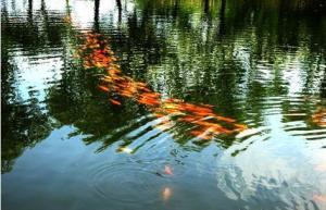 鱼贯而出的意思