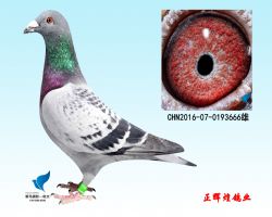 所向无敌成语解析及造句