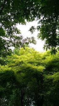 树木丛生 百草丰茂翻译