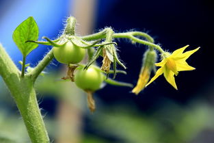 我若开花结果的拼音，开花结果的拼音是什么意思