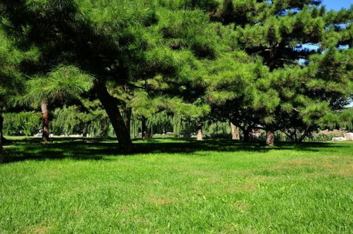 什么的草坪填空词语一年级，什么的草坪填空词语一年级下册