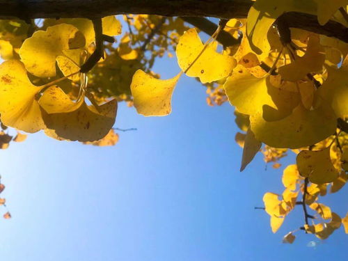 秋高气爽打一准确生肖，秋高气爽的拼音