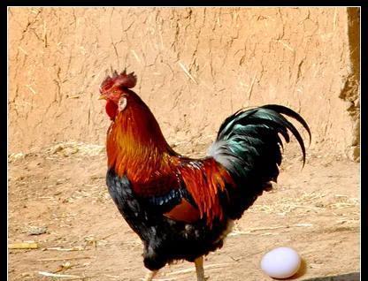 下蛋公鸡讽刺的是谁，下蛋公鸡小品