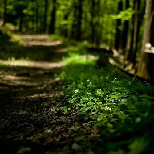 《夏中山中》诗 ( 唐 )李白