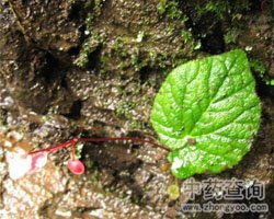 中草药:一点血的功效与作用