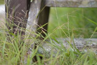 种草莓是什么意思，小红书种草是什么意思