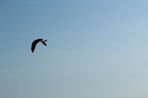 一叶扁舟的拼音怎么写的拼，一叶扁舟怎么拼