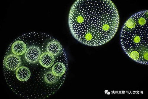 团藻是一种进攻型生物吗?