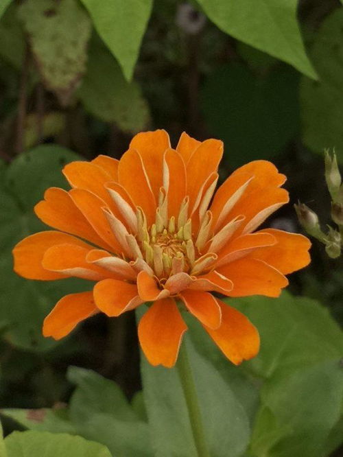 绽开的意思是什么三年级，精彩绽放的意思