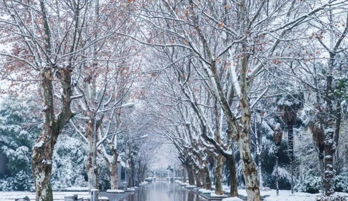 《下雪了》原文(峻青)