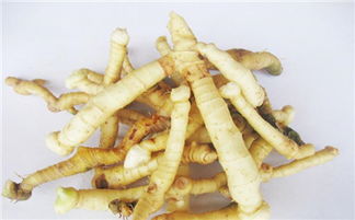 玉竹是什么植物