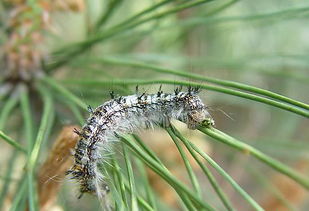 松毛虫简介，松毛虫蠕动的状态像什么