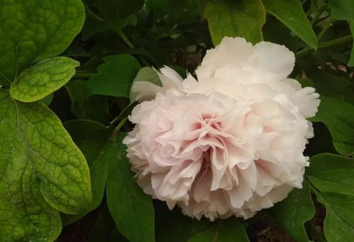 立夏风俗知多少