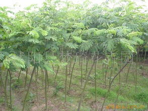 构橼酸西地那非片有啥作用，构橘李别名