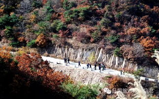 秋海棠花的养殖方法和注意事项，秋海棠古诗