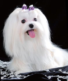 爱缪为什么叫玛丽狗