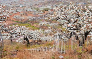 墨客( )白丁、布艺( )汗青( ) 杜康( )梨园( )泰