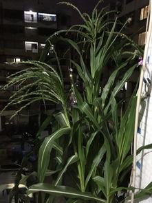 谷穗的拼音和意思