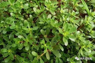 故乡的野菜经典散文