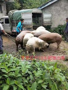 卖猪仔，卖猪肉办营业执照需要什么资料
