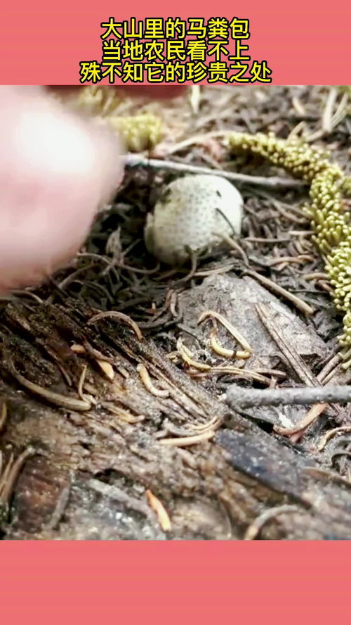 马粪用来种蔬菜好吗?