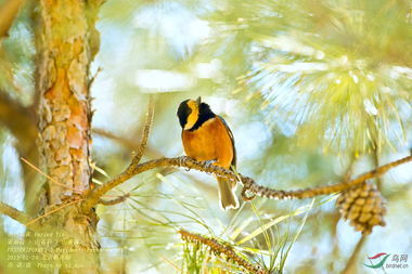 鸟字成语大全四字成语