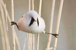 我是一只小鸟作文400字