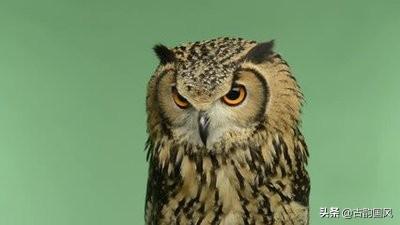 鵩鸟赋读音，鵩的简体字