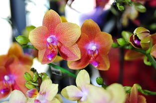 为什么用吐气如兰形容女人?有什么典故?