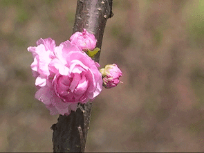 玄都观桃花二首，玄都观桃花古诗朗读