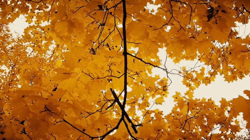 秋天的风景画儿童画，秋天的风景作文600字