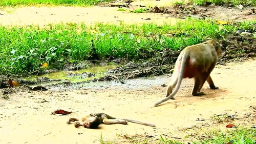 奄奄一息的意思是?