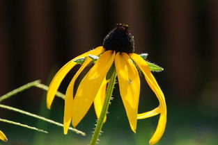 《卜算子·咏梅》原文及赏析