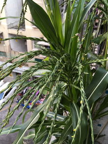 谷穗的意思和造句，麦穗的含义