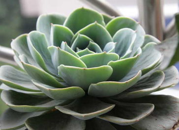 观音莲夏天怎么养护，观音莲花坐姿图片